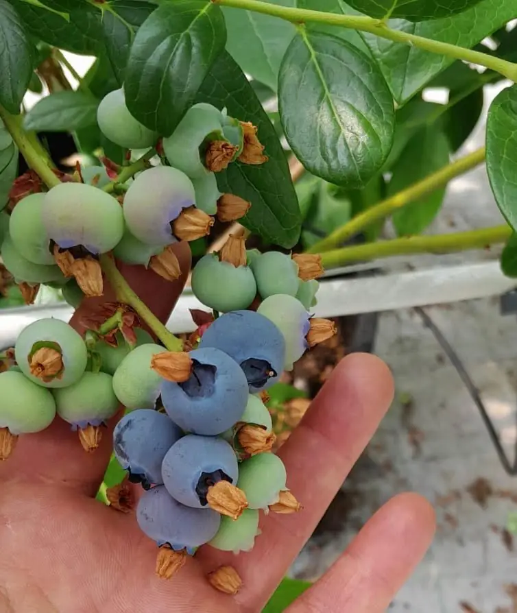 Berry Production
